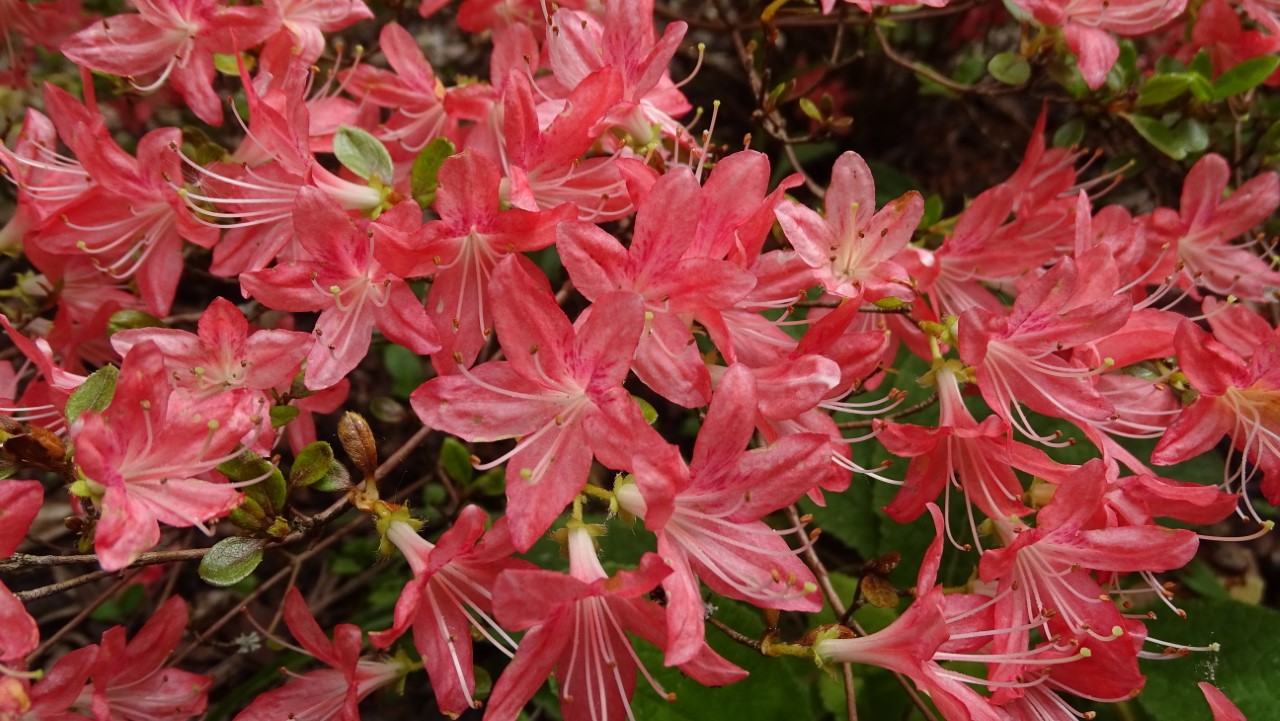 Class 5: 1st place: 'Aya kammuri' Wilson No 19 0265 Polly Cooke